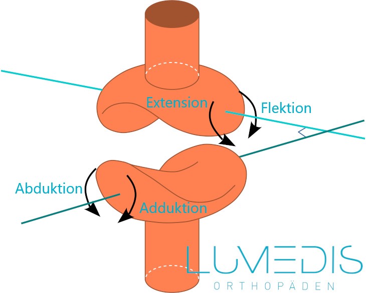 Anatomie vom Daumensattelgelenk Anatomie vom Daumensattelgelenk