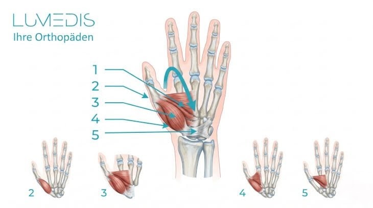 Muskeln des Daumens Muskeln des Daumens