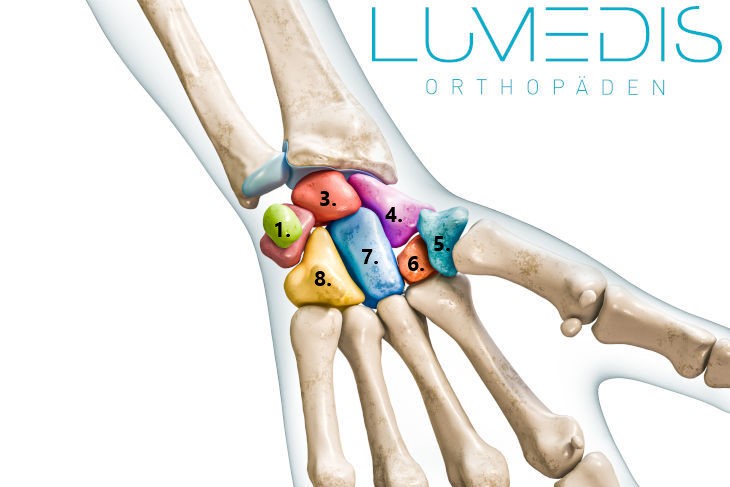 Anatomie der Handwurzel