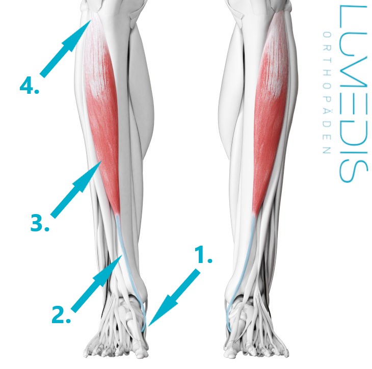 M. tibialis anterior mit Beschreibung