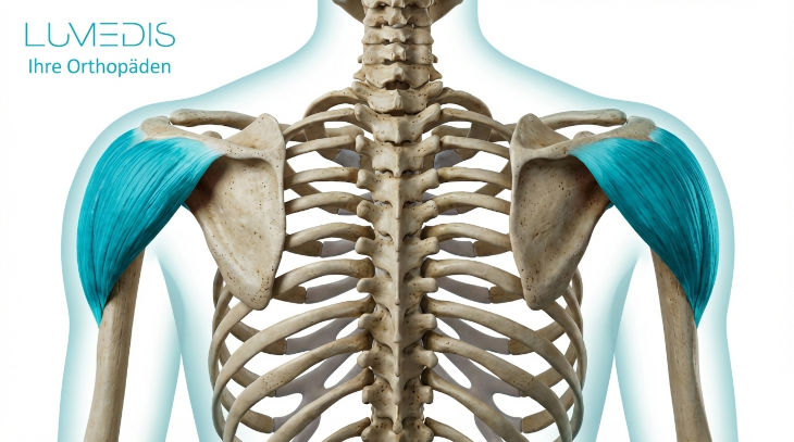 Deltamuskel Deltamuskel