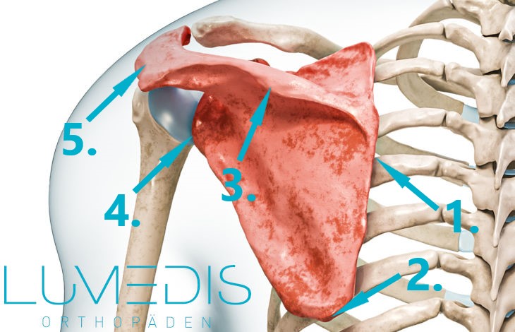 Abbildung vom Schulterblatt