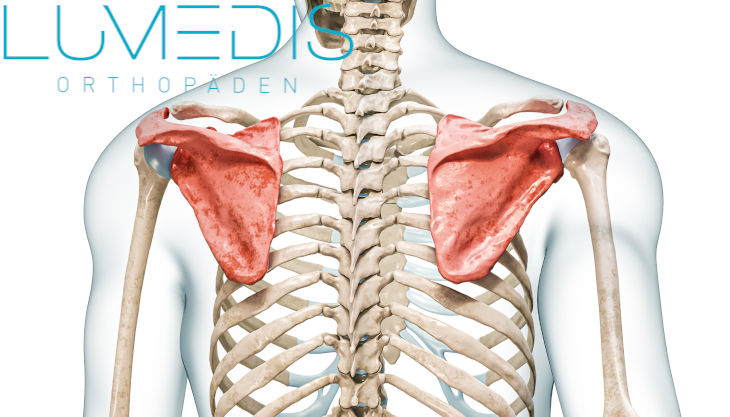 Anatomie vom Schulterblatt, Schulterspezialisten, Schmerzen am Schulterblatt