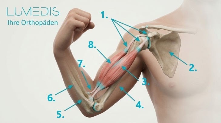 Abbildung des Musculus biceps brachii (Bizepsmuskel) Abbildung des Musculus biceps brachii (Bizepsmuskel)