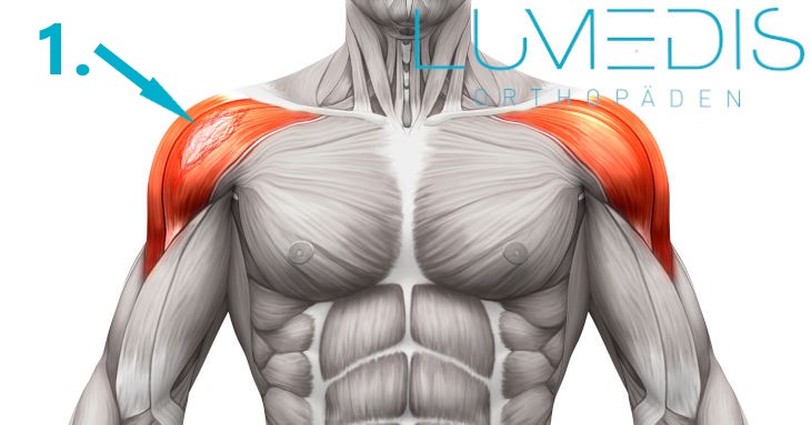 Muskelfaserriss in der rechten Schulter