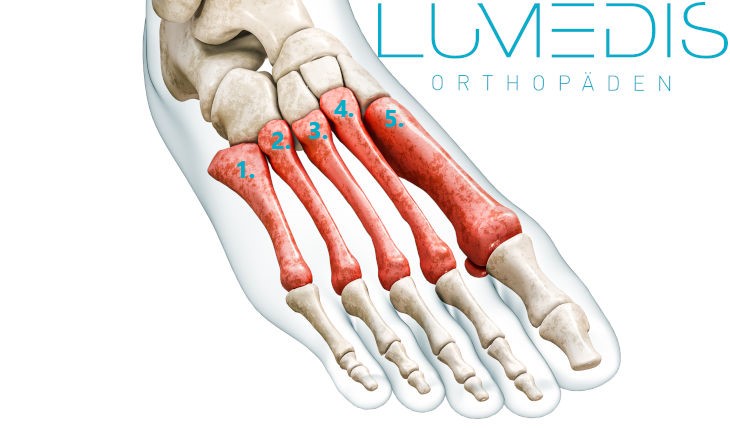 Knochen vom Mittelfuß / Mittelfußknochen