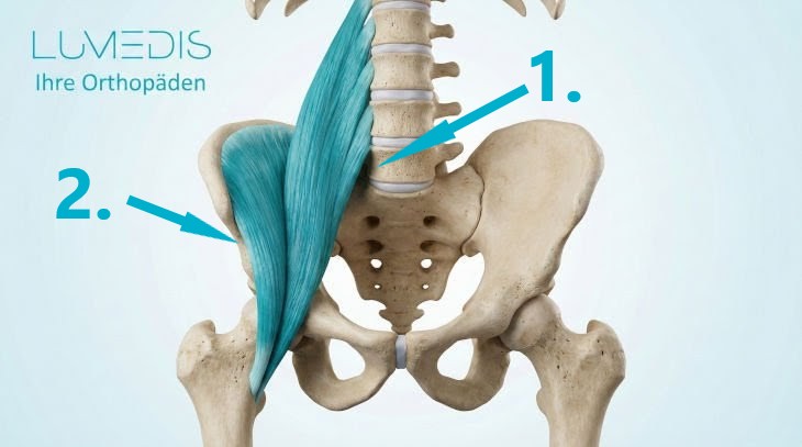 Abbildung des Musculus iliopsoas Abbildung des Musculus iliopsoas