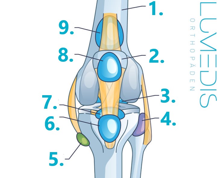 Schleimbeutel Knie