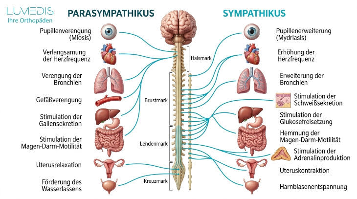 Abbildung Funktion von Sympathikus und Parasympathikus Abbildung Funktion von Sympathikus und Parasympathikus