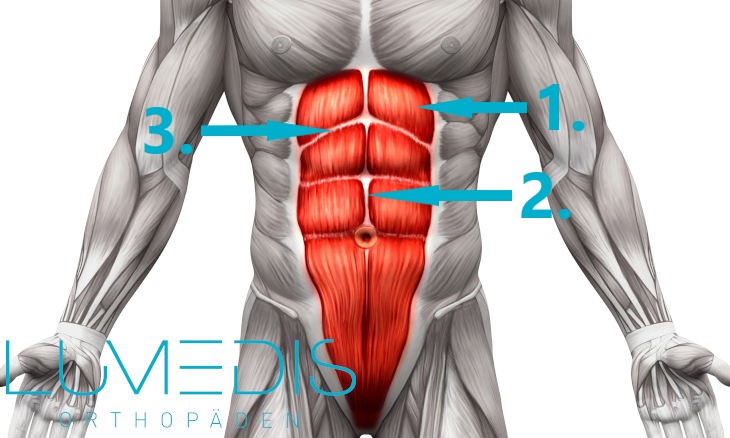 Abbildung M. rectus abdominis