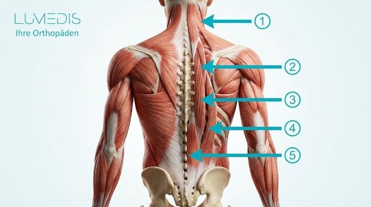 Rückenstreckmuskulatur Rückenstreckmuskulatur