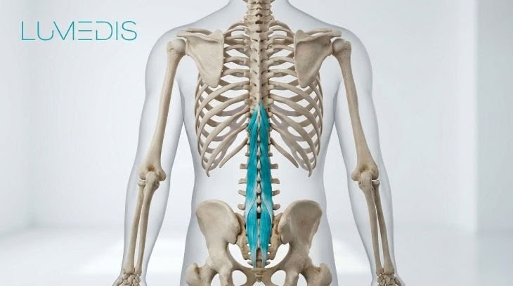 Musculi multifidii Musculi multifidii