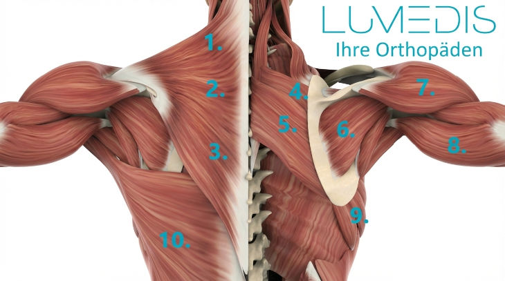 Anatomie der Rückenmuskulatur Anatomie der Rückenmuskulatur
