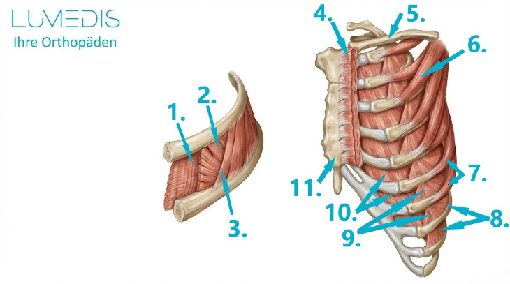 Intercostalmuskulatur Intercostalmuskulatur