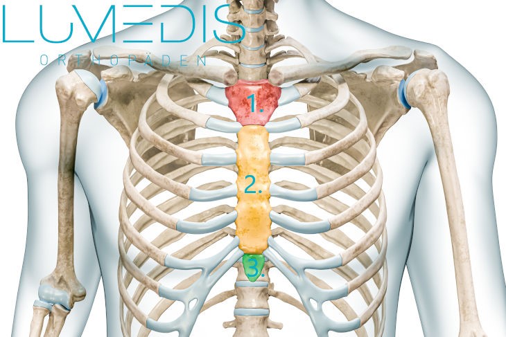 Anatomie vom Brustbein