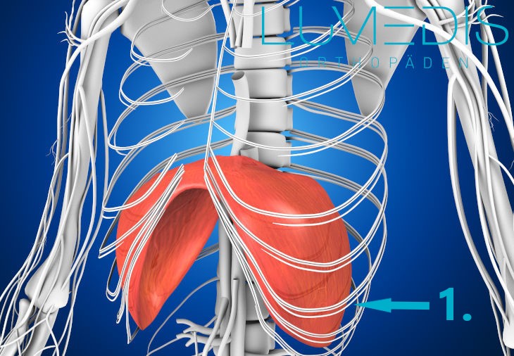 Anatomie vom Zwerchfell