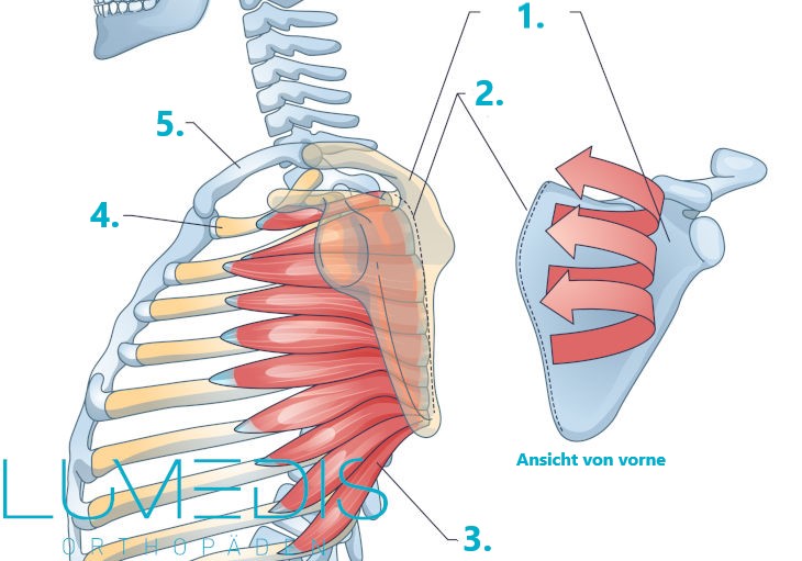 Abbildung des M. serratus anterior