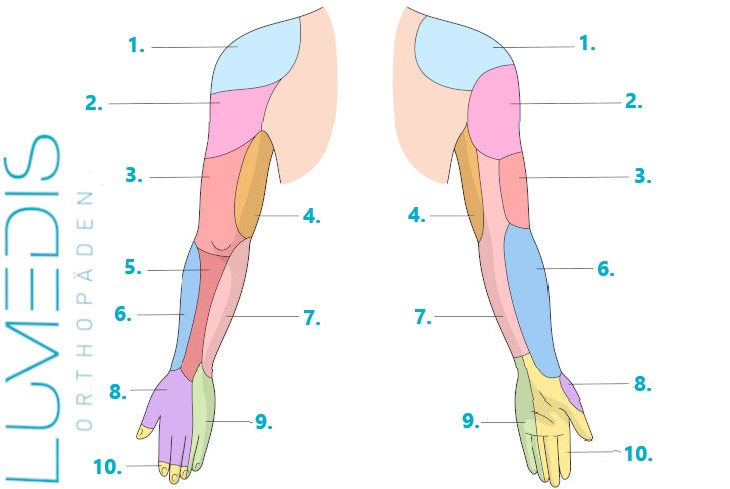 Nerven des Arms - Sensorik/Gefühl