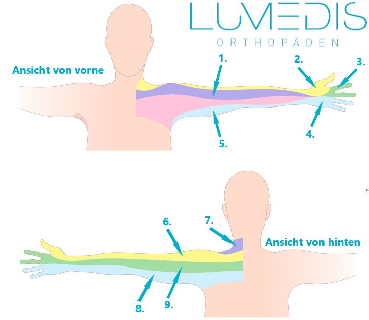 Abbildung der Dermatom Arm