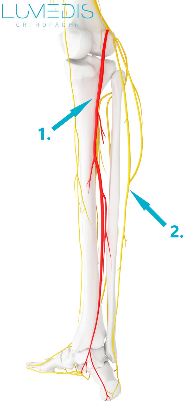 Verlauf des Nervus tibialis im Unterschenkel Verlauf des Nervus tibialis im Unterschenkel