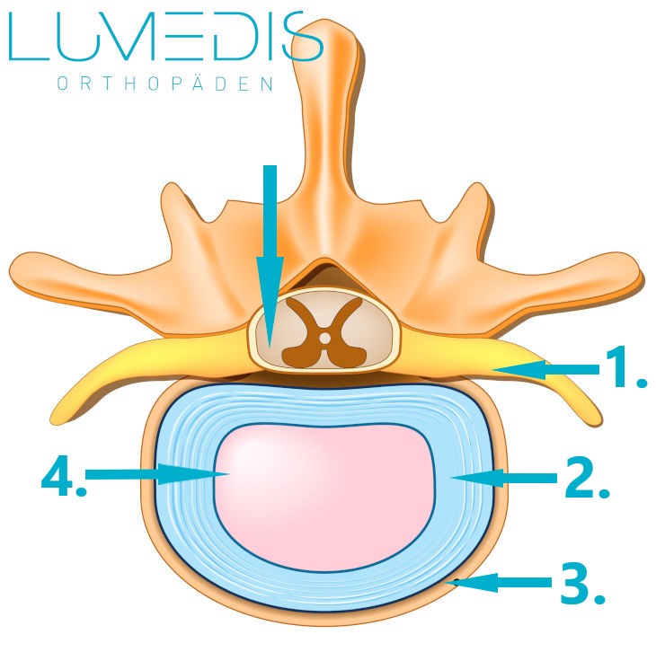 Bandscheibe mit Rückenmark