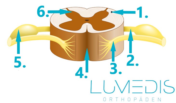 Anatomie des Rückenmarks