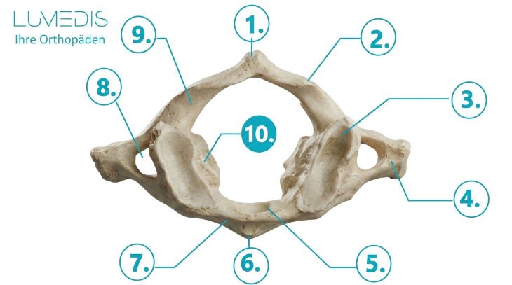 Anatomie vom Atlas Anatomie vom Atlas